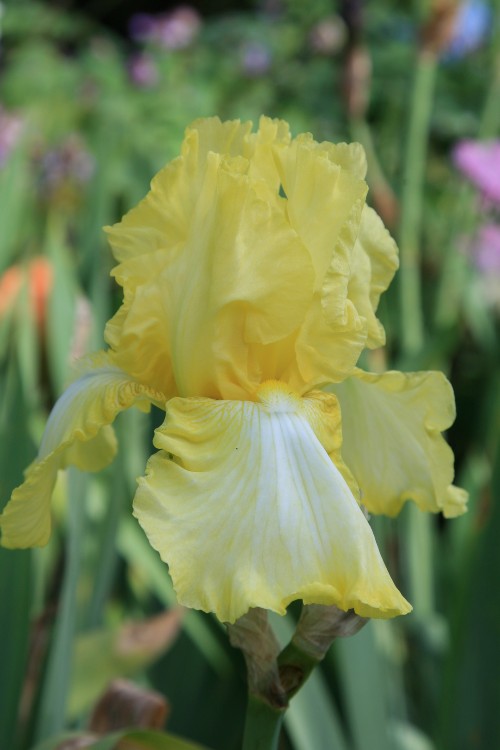 Close-up of Bearded Iris Summer Olympics with yellow and white petals