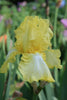 Close-up of Bearded Iris Summer Olympics with yellow and white petals