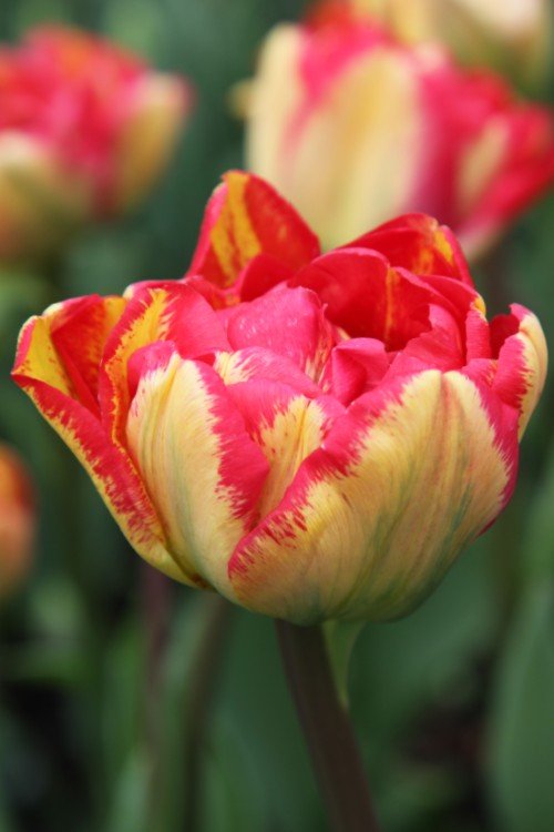 Tulip - Sundowner