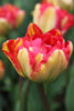 Double late tulip Sundowner has red and yellow unusual petals