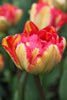 Double late tulip Sundowner has red and yellow unusual petals