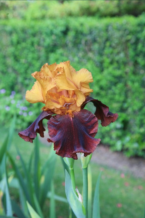 Regal Supreme Sultan bearded iris blooms, flaunting majestic purple petals.