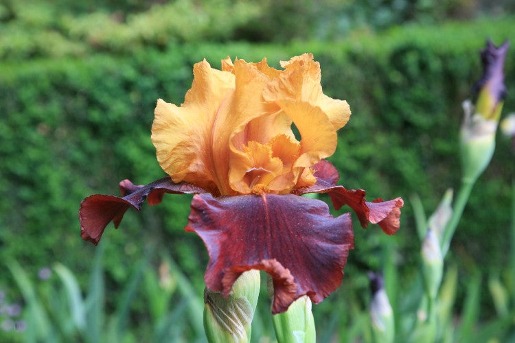 Elegant Supreme Sultan bearded iris graces landscapes with captivating burgundy-orange colors.
