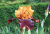 Load image into Gallery viewer, Elegant Supreme Sultan bearded iris graces landscapes with captivating burgundy-orange colors.