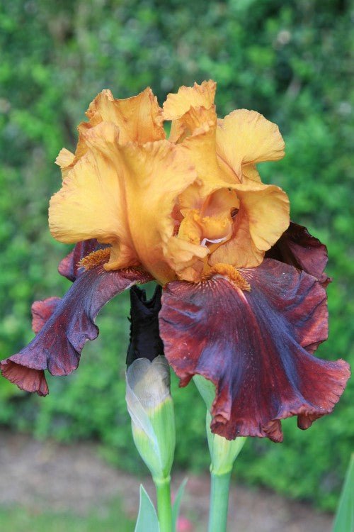 Bearded Iris - Supreme Sultan