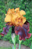 Majestic burgundy-orange bearded iris: Supreme Sultan reigns in the garden.