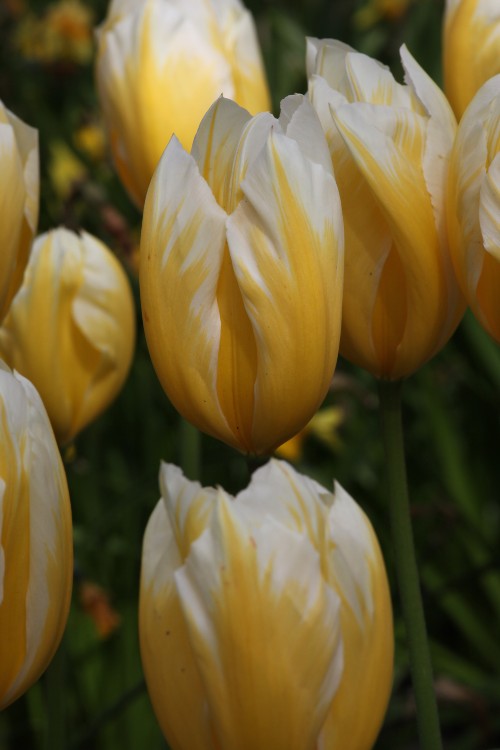 A fosteriana tulip, called sweetheart, with yellow and white blooms