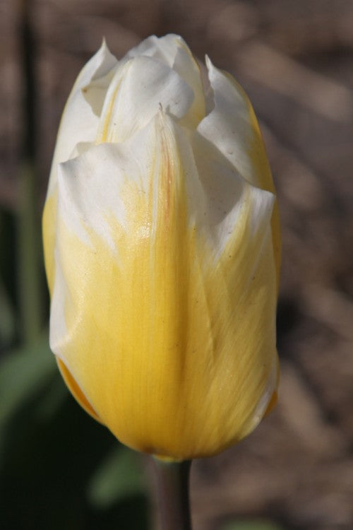 Close-up of Fosteriana tulips sweetheart with yellow and white petals