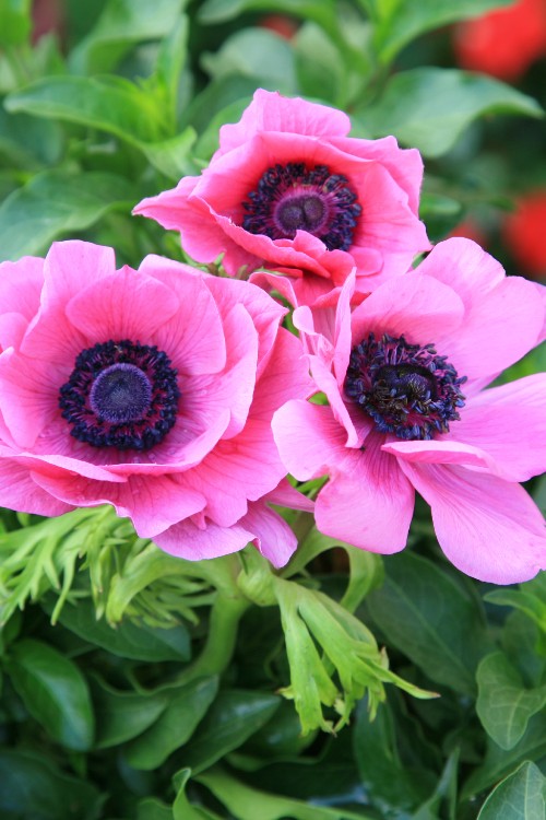 Small group of Anemone Sylphide flowers, with pink petals and green background