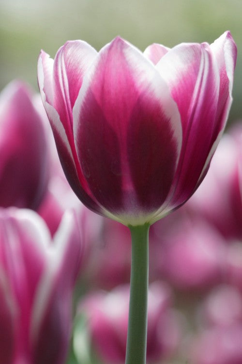 A close-up of a vibrant Synaeda blue Triumph tulip in bloom