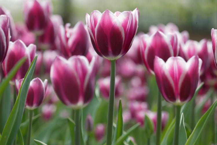 Tulip - Synaeda Blue