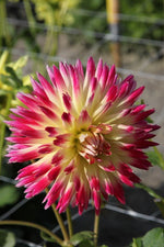 Dahlia - Star Elite