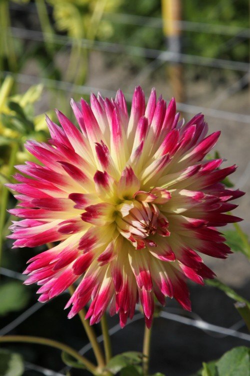 Dahlia - Star Elite