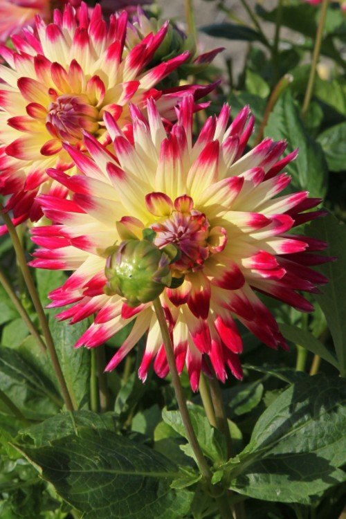 Dahlia - Star Elite