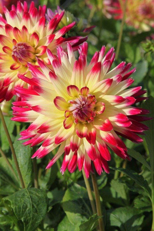 Dahlia - Star Elite