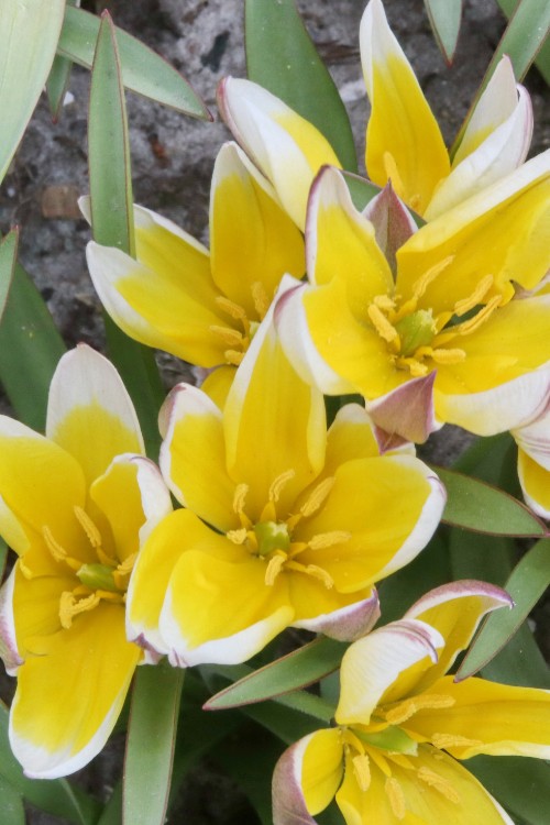 Wild Flowering tulips Dasystemon Tarda in bloom with yellow and white petals