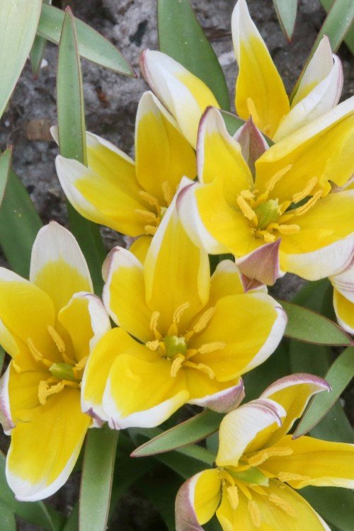 Tulip - Dasystemon Tarda