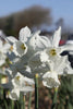 Group of Thalia Daffodils with white petals on green, tall stums