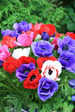 Anemone - De Caen