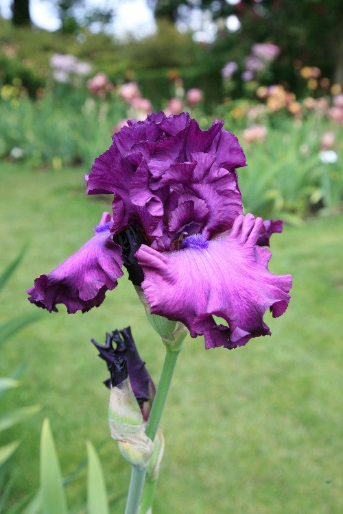 Captivating Bearded Iris Thriller: striking blooms with unique allure and purple color