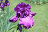 Close-up of Bearded Iris Thriller, a gorgeous purple Iris and green background