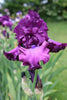 Purple Thriller Bearded Iris: a stunning showstopper in the spring garden