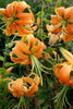 Lancifolium Splendens - Lily Bulbs