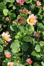 Dahlia - Topmix Pink