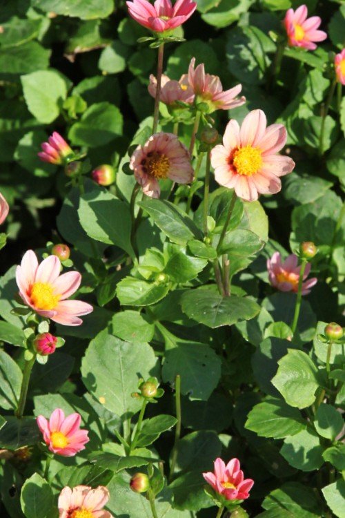Dahlia - Topmix Pink