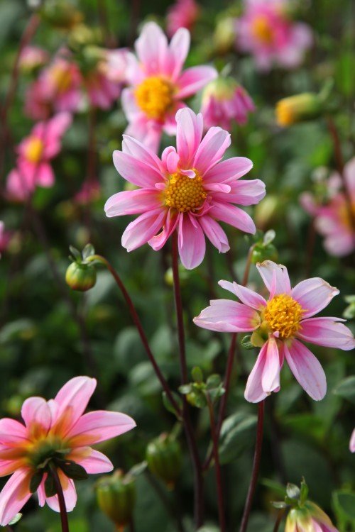 Dahlia - Topmix Pink