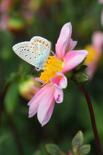 Dahlia - Topmix Pink