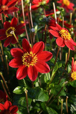 Dahlia - Topmix Red