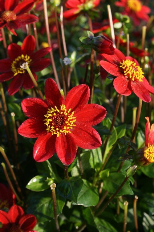 Dahlia - Topmix Red