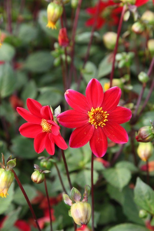 Dahlia - Topmix Red