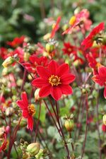 Dahlia - Topmix Red