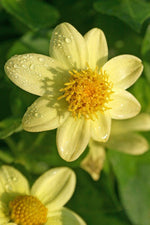 Dahlia - Topmix Yellow