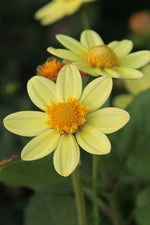 Dahlia - Topmix Yellow