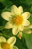 Load image into Gallery viewer, Dahlia - Topmix Yellow
