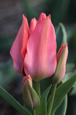 Tulip - Toronto