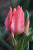 Bouquet tulip Toronto has soft pink petals, with green foliage. Close-up