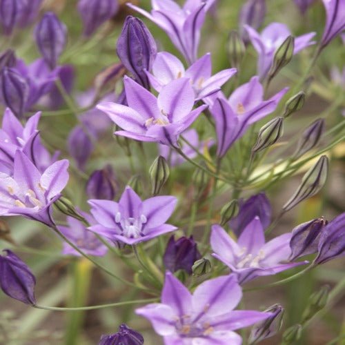 Miscellaneous - Queen Fabiola Brodiaea