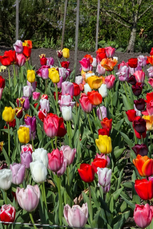 A vibrant mix of Triumph tulips in various colors and shapes.