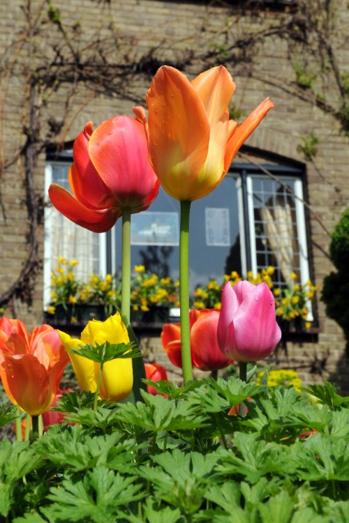 A stunning assortment of mixed Triumph tulips, showcasing nature's beauty.