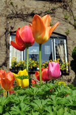 Tulip - Mixed Triumph