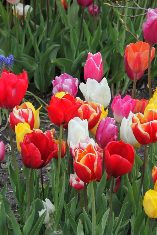 Group of mixed Triumph tulips in full bloom, showcasing its mixed colors