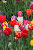 Load image into Gallery viewer, Group of mixed Triumph tulips in full bloom, showcasing its mixed colors
