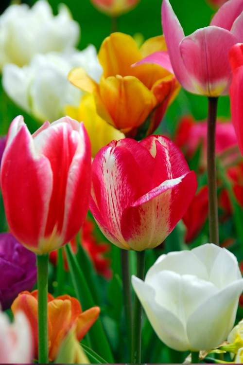 A delightful mix of Triumph tulips, displaying a harmonious blend of hues
