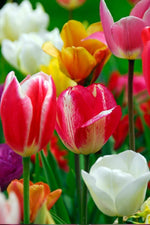 Tulip - Mixed Triumph