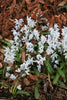 Group of Scilla tubergenica with white, light blue flowers in a garden