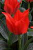 Greigii tulips red riding hood has red blooms and unusual green foliage
